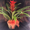 Potted bromeliad with red bloom and orange ribbon