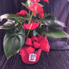 Potted anthurium plant with red blooms and a red ribbon bow