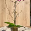 Magenta orchid arrangement in a clear glass vase with curly branches