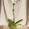 White orchid plant in a glass vase with moss