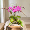 Pink orchids arranged in a clear glass bowl with broad green leaves