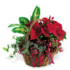 Basket arrangement with red poinsettias and pinecones