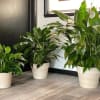 Three potted green houseplants in white containers