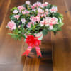 Pink azalea plant in a white pot with a red ribbon