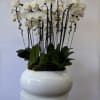 Our premium Phalaenopsis orchids, create an indoor garden that elevates style and