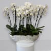 Our premium Phalaenopsis orchids, create an indoor garden that elevates style and
