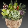 Succulent arrangement in a birch bark pot with pinecones and evergreen sprigs