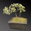Variegated potted plant in a rectangular stone planter