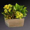 Yellow flowers arranged in a wooden box with green foliage