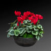 Potted red cyclamen in a dark bowl planter
