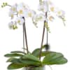 Potted white orchid plant with tall flowering stems in a clear glass vase