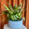 Mixed green potted plant arrangement in a blue ceramic pot
