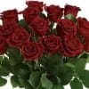 Bouquet of red roses with green foliage