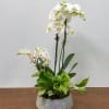 White orchids in a low terrazzo planter with green foliage