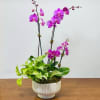Purple orchids in a white ribbed pot with trailing pothos