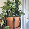 Trailing green houseplant in a terracotta hanging pot