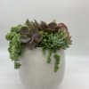 Succulent arrangement in a white textured pot