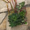 Succulent arrangement in a patterned square planter