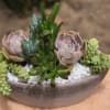 Succulent arrangement in a shallow bowl with white pebbles