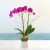 Pink orchid arrangement in a white patterned pot