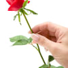 Hand holding a single red rose stem