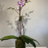 Potted orchid arrangement with purple blooms in a square glass vase