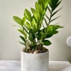 Potted green houseplant in a white ceramic planter