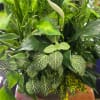 A lush collection of indoor plants arranged in a low brown pot
