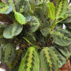A compact potted Red Prayer Plant that brings lush, tropical texture to