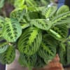 A lush potted prayer plant brings a fresh, modern botanical touch to