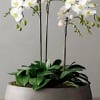 Three white Phalaenopsis orchids rise on graceful, arching stems above glossy deep-green