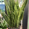 Potted snake plant with tall variegated green leaves