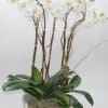 White orchids in a gold container with broad green leaves
