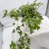 English Ivy is a great plant for the beginner. Will thrive in