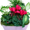 This Dish Garden is made with love. It contains a Beautiful assortment