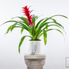 Potted bromeliad with red bloom in a white marble-look planter