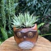 Succulent in an owl-shaped ceramic pot on a wooden table