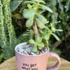 Potted succulent in a pink mug with a quote on the front
