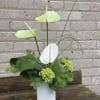 Pale green and white anthuriums rise above a low, sculptural mound of