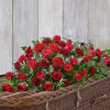 Red roses and carnations arranged in a wicker casket spray