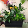 Mixed green potted plants in a black rectangular planter
