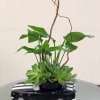 Succulent arrangement in a black car-shaped planter