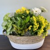 A cheerful plant basket that includes pleasant greenery and blooming plants. 