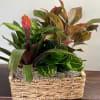 A perfect plant basket for those who enjoy unique vegetation.  Including