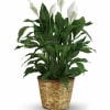 Potted peace lily with white blooms in a woven basket planter