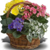 Basket of yellow, pink, and purple potted flowers