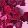 Close-up of deep red rose petals on a pink background
