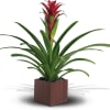 Potted bromeliad with red bloom in a square planter