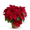 Traditional Christmas Decorations;  Send This Red Poinsettia Plant!