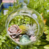 A delicate glass hanging terrarium that brings modern botanical charm to any